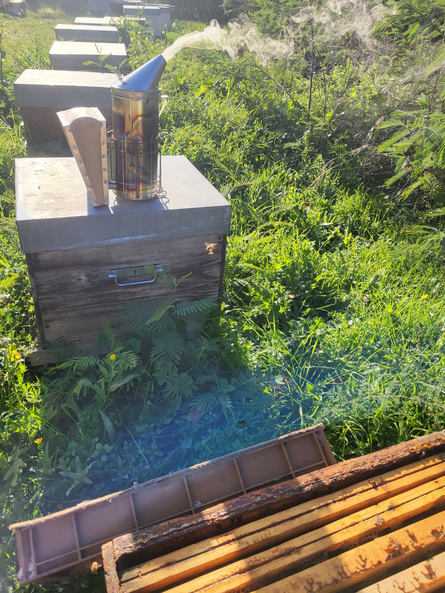 Apiculture