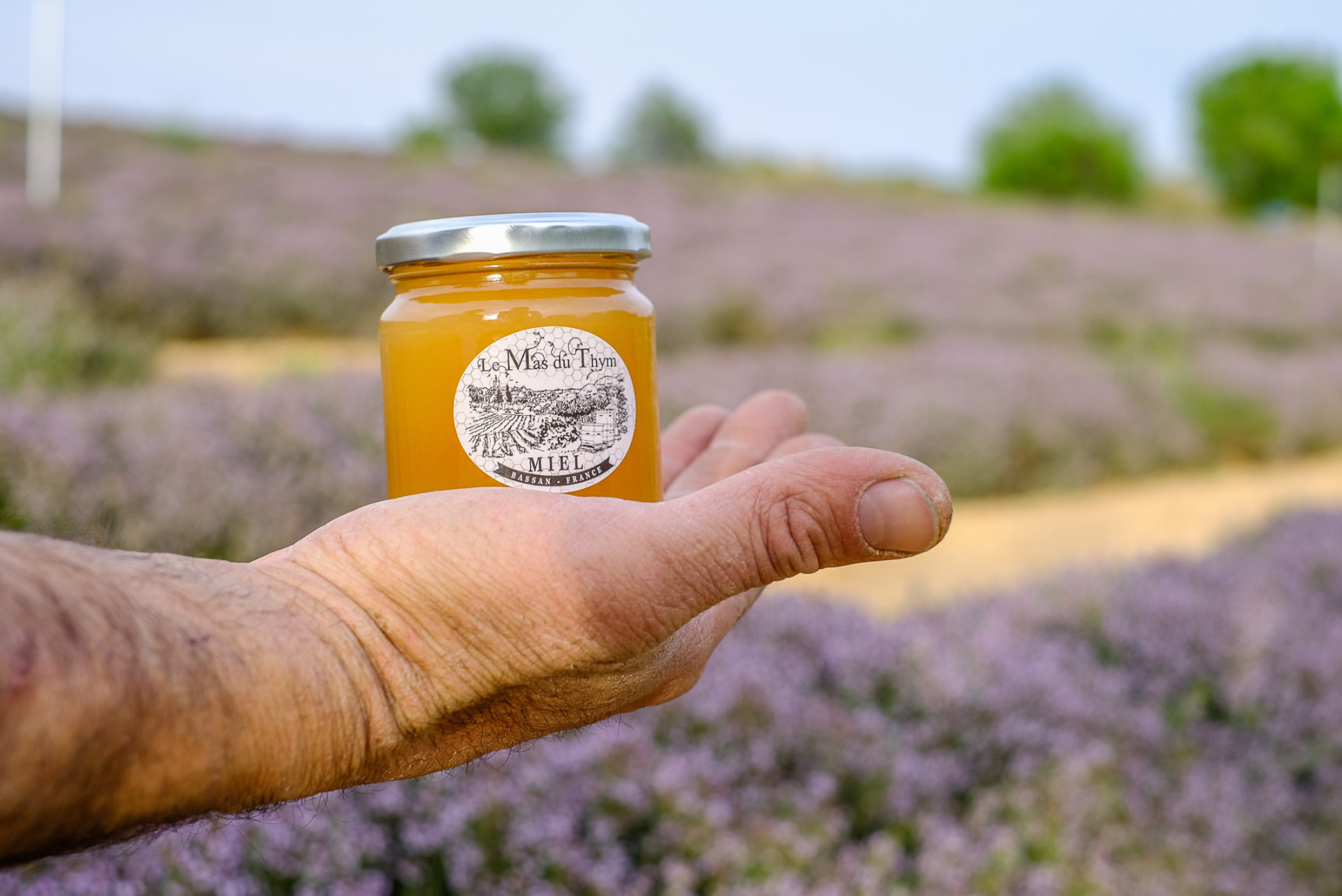Miel de thym de garrigue